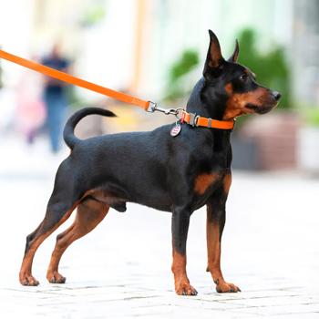 Waudog Waterproof Dog Collar with QR Passport 28-40cm/20mm Orange - buy, prices for - photo 4