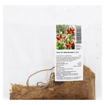 Луковица лилии ОТ Шахерезада 1шт - купить, цены на ULTRAMARKET - фото 1
