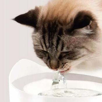 Catit Pixi набір поїлка-фонтан 2 л + миска пластикова для котів 200 мл - білий - купити, ціни на MasterZoo - фото 7