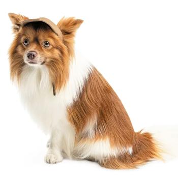 Pet Fashion Phil кепка для собак L - купити, ціни на MasterZoo - фото 4