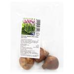 Луковица Тюльпан Дарвина Мистик Ван Эйк 3шт