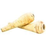 Fresh Parsnip Root