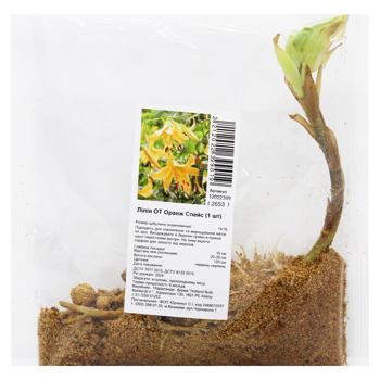 OT Orange Space Lily Bulb 1pc - buy, prices for ULTRAMARKET - photo 1
