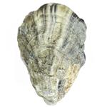 Устрица La Sublime №1