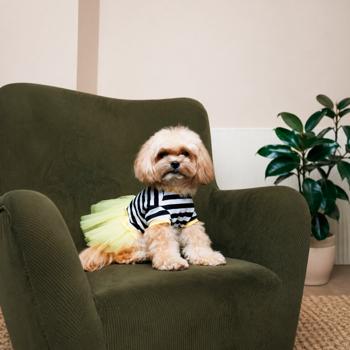 Сукня для собак Pet Fashion Liana р.M жовтий - купити, ціни на MasterZoo - фото 3