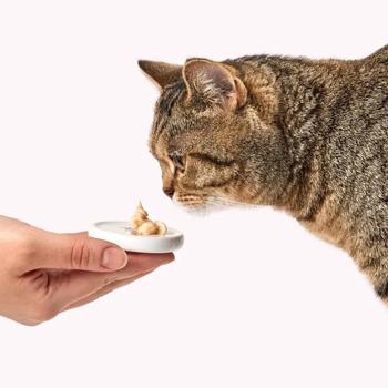 Delickcious Creamy Snack Cat Snack with Lamb, Brown Rice, and Zucchini 4pcs*15g - buy, prices for - photo 7