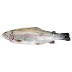Chilled Trout 1-2kg