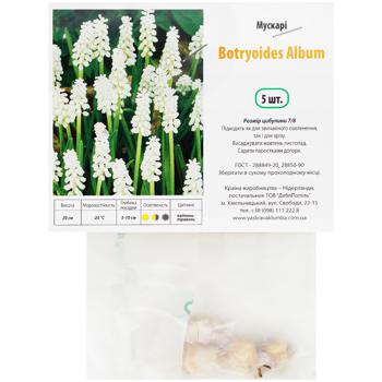 Botryoides Album Muscari 5pcs