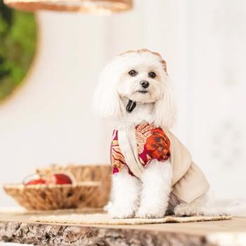 Pet Fashion Соломія сорочка для собак S - купити, ціни на MasterZoo - фото 5