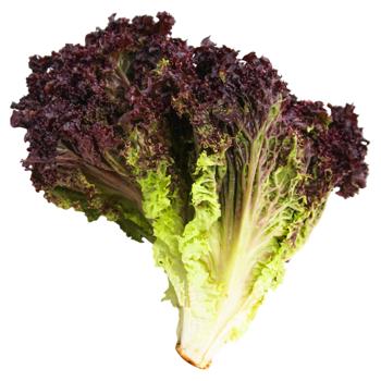 Салат Лолло Россо - купить, цены на Идеал - фото 1