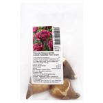 Цибулини тюльпана бахромчастого повного Кранбері Тісл 3шт