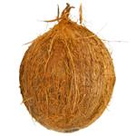 Coconut, pc