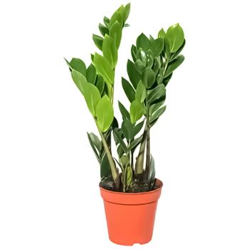 Zamioculcas