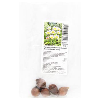 Bakery Lilac Vander Botanical Tulip Bulbs 5pcs