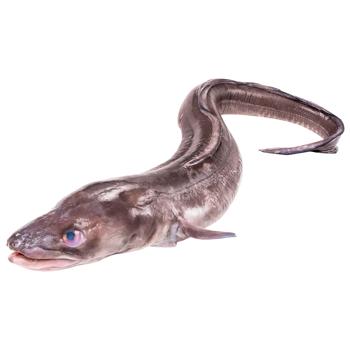 Sea Eel - buy, prices for COSMOS - photo 1