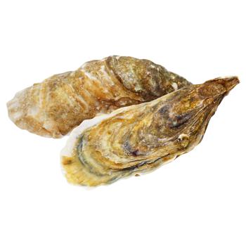 Verneuil Special №2 Oyster, pc - buy, prices for - photo 1