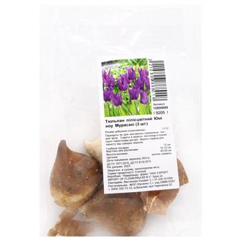 Yumi no Murasaki Lily-Flowered Tulip Bulbs 3pcs - buy, prices for - photo 1