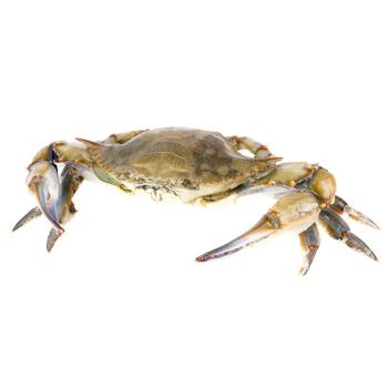 Blue Crab