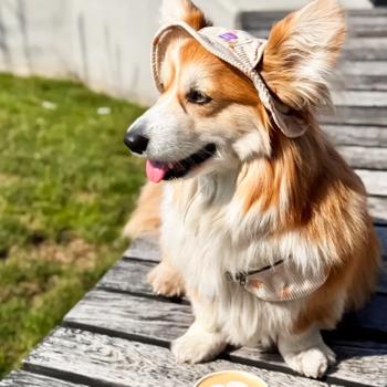 Панама для собак Hat-Dog Ананас р.L бежевий - купити, ціни на MasterZoo - фото 5