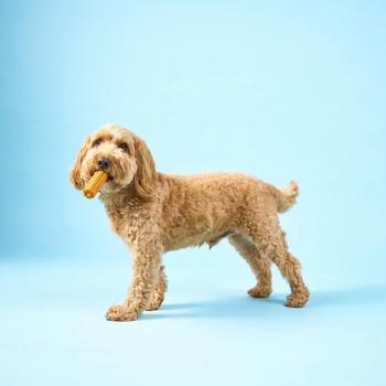 Knash Woofa Loofa Snack for Dental Health of Small Breed Dogs with Apple, Peanut Butter and Turmeric 115g - buy, prices for - photo 4