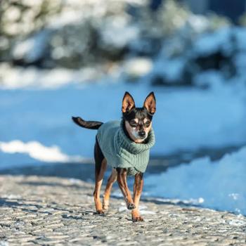 Свитер для собак Trixie CityStyle Berlin р.XS3 мятный - купить, цены на - фото 8