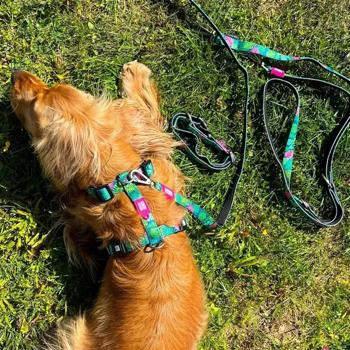 Leash Max and molly Germany - buy, prices for MasterZoo - photo 6