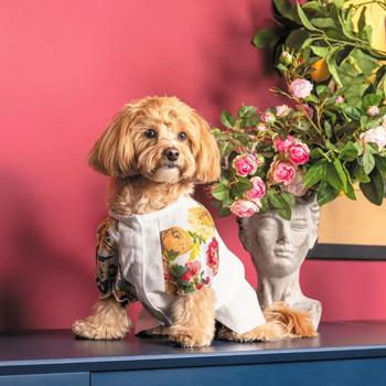 Pet Fashion Solomiya Shirt for Dogs s.XS2 White - buy, prices for MasterZoo - photo 4