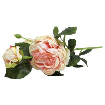 Ornamental plant - buy, prices for COSMOS - photo 1