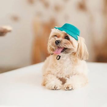 Панама для собак Pet Fashion Rob р.L - купити, ціни на MasterZoo - фото 3