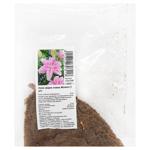 Full Milano Oriental Lily Bulb 1pc