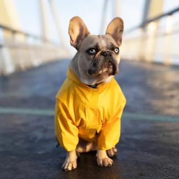 Noble Pet Moss Raincoat for Dogs s.L-Short Yellow - buy, prices for - photo 3