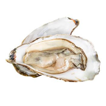 Special Odysseus Oyster