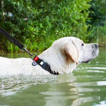 Нашийник для собак COLLAR WOUDOG Водостійкий L - чорний - купити, ціни на MasterZoo - фото 4