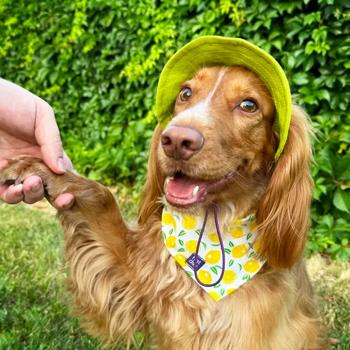 Панама для собак Hat-Dog р.XL лаймовий - купити, ціни на MasterZoo - фото 5