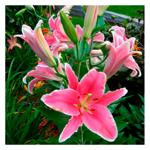 Лилия OT гибрид гигантская Marlon 1шт