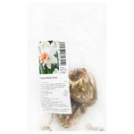 Replit Daffodil Bulbs 3pcs