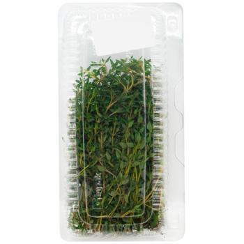Thyme in Blister 50g
