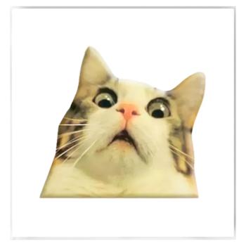 Tattooshka Surprised Cat Meme 3D Sticker - buy, prices for MasterZoo - photo 1