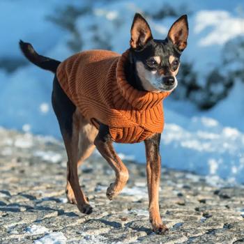 Trixie CityStyle Berlin Sweater for Dogs s.XS Orange - buy, prices for MasterZoo - photo 8