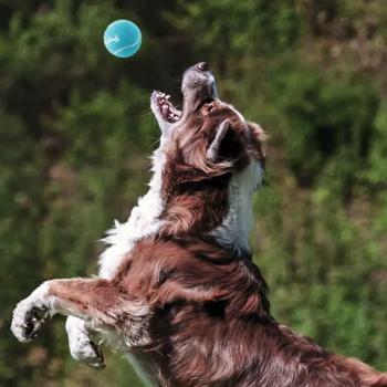 Іграшка для собак Outward Hound Squeaker Ballz MD 6 см 4 шт - купить, цены на MasterZoo - фото 4