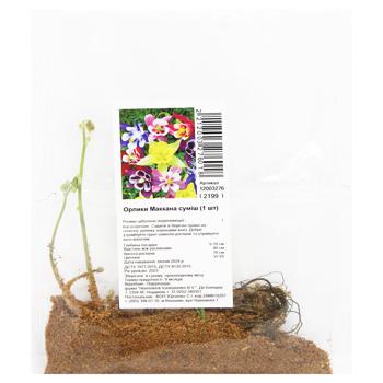 Bulb Without brand for garden Netherlands - buy, prices for MegaMarket - photo 1