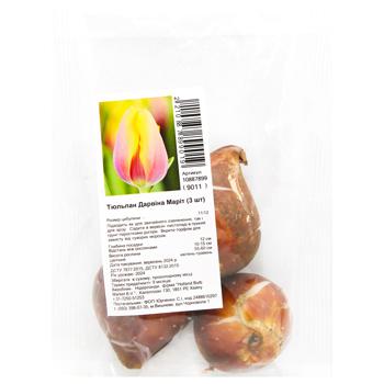 Darwin Marit Tulip Bulb 3pcs - buy, prices for MegaMarket - photo 1