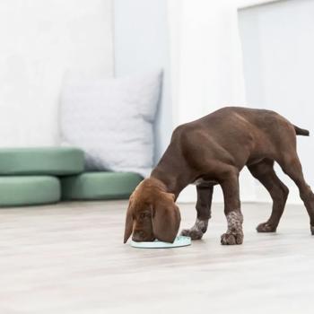 Trixie Junior Blue Slow Feeding Mat 15cm - buy, prices for MasterZoo - photo 6