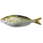 Sarpa 250-1000g