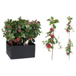 Apples/Pomegranates Decorative Branch 20x7x60cm in assortment