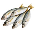 Frozen Horse Mackerel