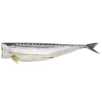 Spicy Salted Mackerel without Head 400-600g