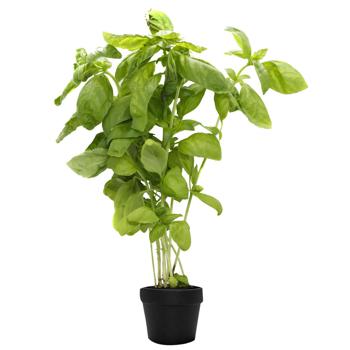 Basil in Pot