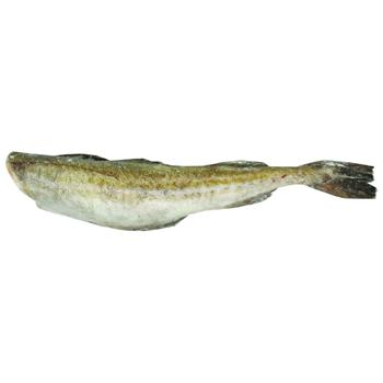 Albacore Fresh-frozen Pollock without Head - buy, prices for ULTRAMARKET - photo 1