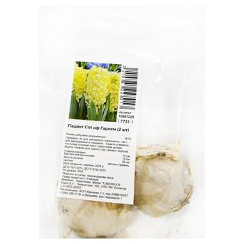 Bulbs of Garden Hyacinths City of Harlem 2pcs - buy, prices for MegaMarket - photo 1